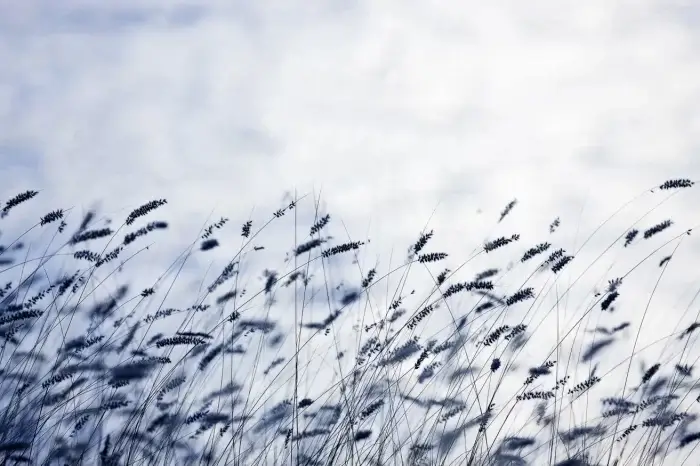 Scandinavian Light - Rebel Walls
