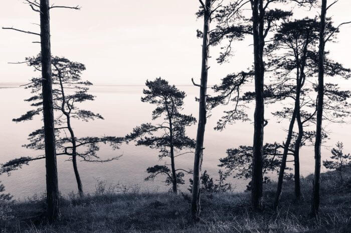 Old Pine Trees - Rebel Walls