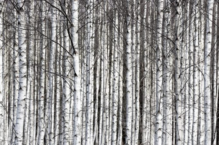 Birch Trunks - Rebel Walls