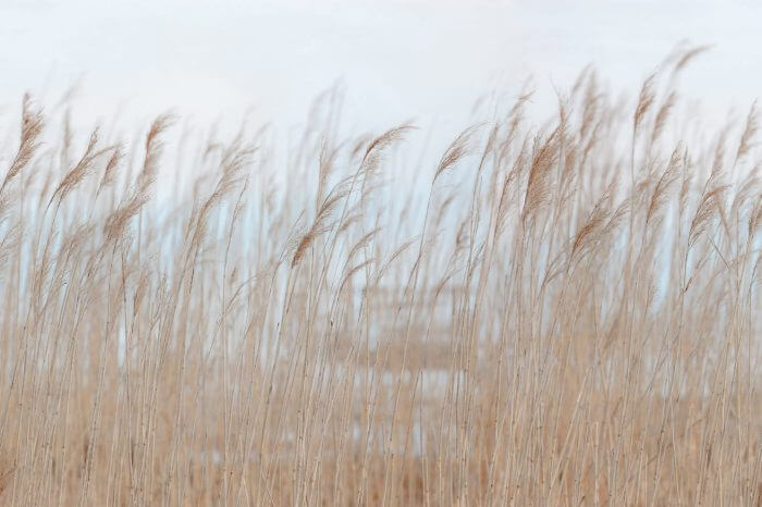 Swaying Reed - Rebel Walls