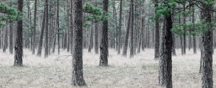Pine Forest - Rebel Walls