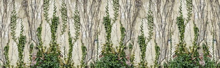 Climbing Ivy - Rebel Walls