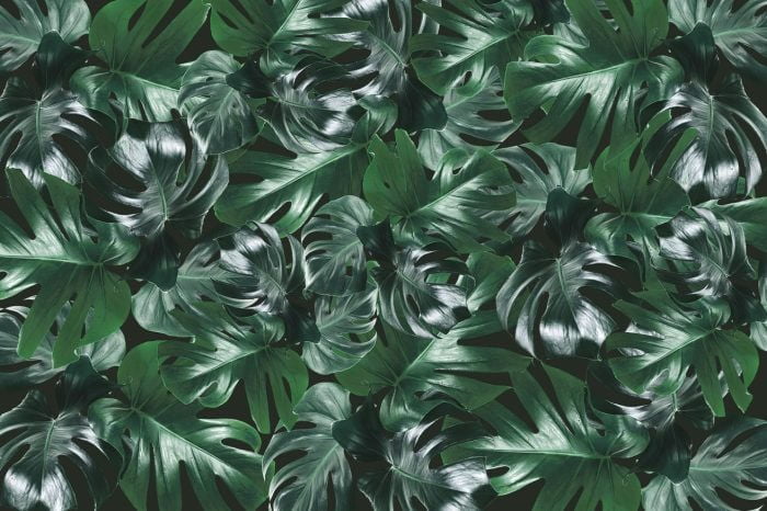 Welcome To The Jungle, Authentic - Rebel Walls