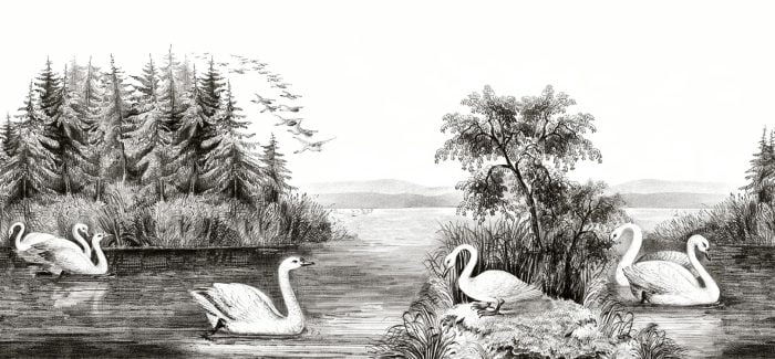 Swan Lake - Rebel Walls