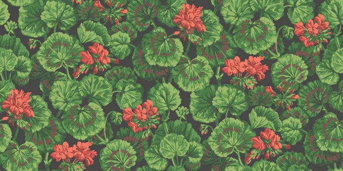 Geranium - Cole & Son