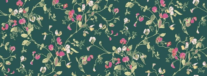 Sweet Pea, Cerise & Magenta on Dark Viridian - Cole & Son
