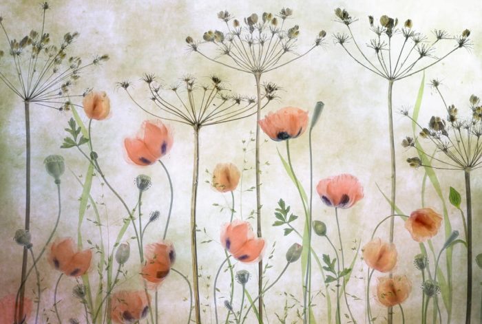 Poppy Meadow - Rebel Walls