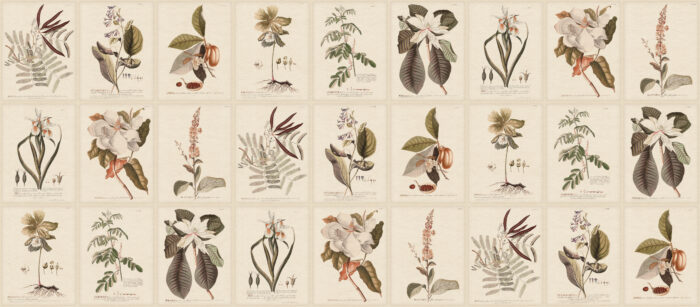 Flora, Sepia - Sandberg